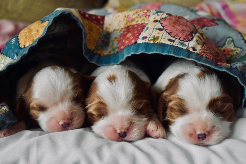 a photo of cute puppies in a blanket
